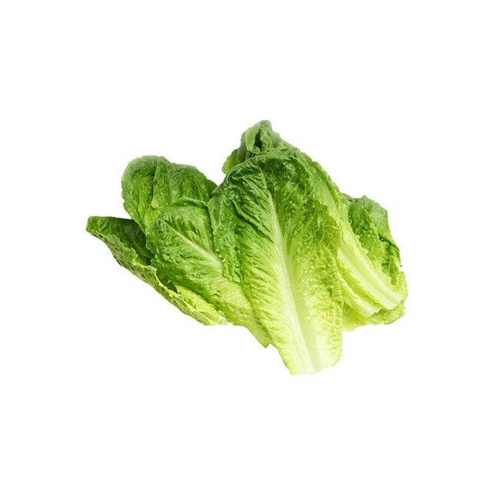 Lettuce Romaine - Organic