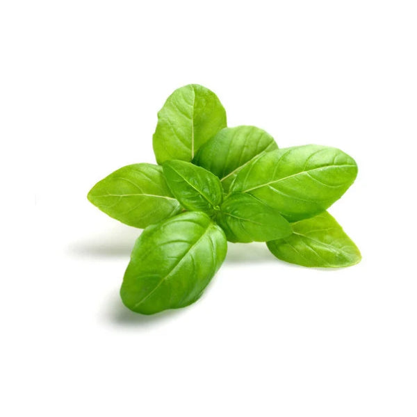 Basil Fresh